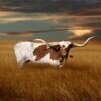 Longhorns1