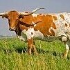longhorninaledo