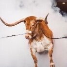 Burntcowboy